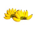 Bunches of yellow ripe bananas fruits, know as Pisang Awak banana or Musa acuminata in botaical name, isolated die cut Royalty Free Stock Photo