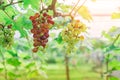 Bunches of young colorful grapes hanging on the vine with green leaves