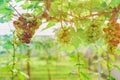 Bunches of young colorful grapes hanging on the vine with green leaves