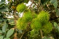 Bunches of young green rambutan fruits with green hair on greenery leaves tree in agriculture field