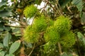 Bunches of young green rambutan fruits with green hair on greenery leaves tree in agriculture field Royalty Free Stock Photo