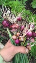 Bunching onions