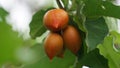 Bunchosia glandulifera (peanut butter fruit, caferana, falso guarana, Kacang amazone).