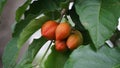 Bunchosia glandulifera (peanut butter fruit, caferana, falso guarana, Kacang amazone).