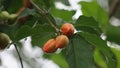 Bunchosia glandulifera (peanut butter fruit, caferana, falso guarana, Kacang amazone).
