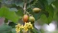 Bunchosia glandulifera (peanut butter fruit, caferana, falso guarana, Kacang amazone).