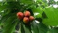 Bunchosia glandulifera (peanut butter fruit, caferana, falso guarana, Kacang amazone).