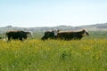 A bunck of cows in the countryside