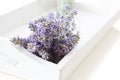 Bundeled bunch of lavender stems on a white tray. Royalty Free Stock Photo