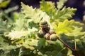 Bundle of acorns on a sunny day