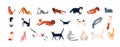 Bundle of adorable cats of various breeds sitting, lying, walking. Set of cute funny pets or domestic animals with