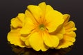 Bundle of beautiful spring flowers of yellow primula on black background