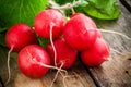 Bundle of bright fresh organic radishes with leaves closeup