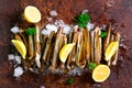 Bundle, bunch of fresh razor clams on ice, dark concrete background, lemon, herbs. Copy space, top view.