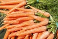 Bundle of Carrots