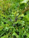 Bundle Of Caterpillars in High Uintah Mountains Royalty Free Stock Photo