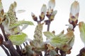 Bundle of chestnut buds closeup