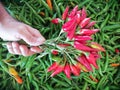 BUNDLE OF CHILI PEPPERS AS BUNCH OF FLOWERS