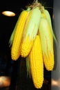 Bundle of corns