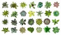 Bundle of different house plants top view vector.