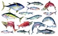 Bundle of different sea fishe watercolor illustration isolated on white. Wild fish, tuna, salmon, herring, anchovy