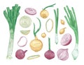Bundle of different whole and cut onions isolated on white background. Set of colorful drawings of raw vegetables of