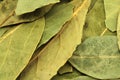 Bundle of dried leaves laurel