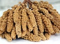 Bundle of Dried Millet Heads Royalty Free Stock Photo