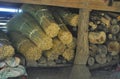 Bundle of dried tiger grass stored under the house for broom making