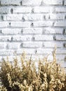 Bundle of dry lavender at white brick wall Royalty Free Stock Photo