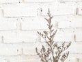 Bundle of dry lavender at white brick wall Royalty Free Stock Photo