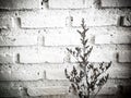 Bundle of dry lavender at white brick wall Royalty Free Stock Photo