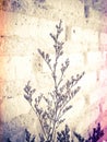 Bundle of dry lavender at white brick wall Royalty Free Stock Photo