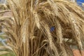 Bundle of ears of wheat close up Royalty Free Stock Photo