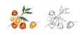 Bundle of elegant colorful and monochrome drawings of physalis, cape gooseberry or goldenberry. Fresh berries, superfood