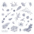 Bundle of elegant winter decorative plants hand drawn with contour lines on white background. Set of traditional natural