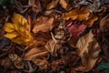 bundle of fallen leaves with variety of shapes, sizes, and textures Royalty Free Stock Photo