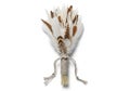 A bundle of feathers bound with Royalty Free Stock Photo