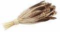 A bundle of feathers, including various types and patterns, is tightly secured with a Royalty Free Stock Photo