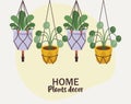 bundle of four home plants in ceramic pots decor hanging and lettering