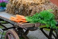 Bundle of fresh carrots on old wooden wagon Royalty Free Stock Photo