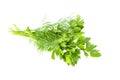 Bundle of fresh dill and parsley, green raw organic leaves, food ingredient, studio shot, isolated on white background Royalty Free Stock Photo