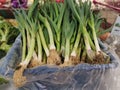 bundle of the fresh green china Leeks Royalty Free Stock Photo