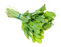 bundle of fresh green sorrel herb cutout on white Royalty Free Stock Photo
