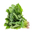 bundle of fresh green spinach herb cutout on white