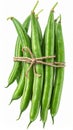 Bundle of Fresh Green String Beans Tied with Twine Isolated on White Royalty Free Stock Photo