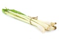 Bundle of fresh lemongrass