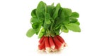 Bundle of fresh red and white radishes