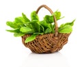 Bundle of fresh sage in a wicker basket