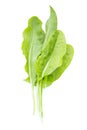 Bundle of fresh sorrel, garden sorrel, rumex acetosa, green leaves, isolated on white background